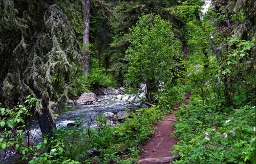 A serene forest path alongside a rushing river, surrounded by lush greenery and tall trees.