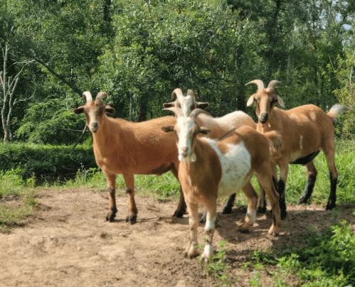 Four goats with varying colors stand together in a grassy area surrounded by trees.