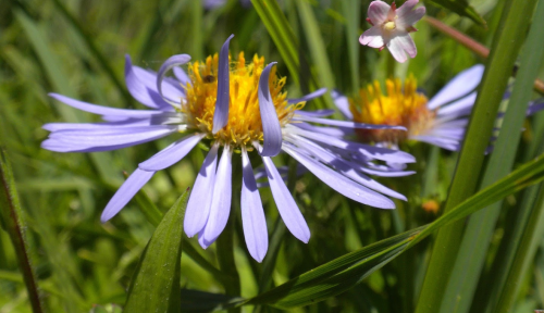 A close-up of purple daisies surrounded by green grass and small pink flowers in a sunny meadow.