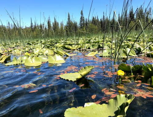 A serene pond covered with lily pads and surrounded by tall grasses and trees under a clear blue sky.