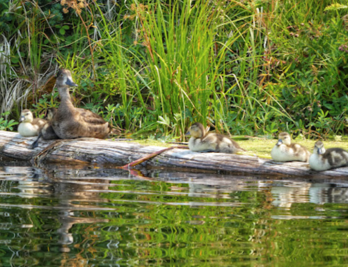 A mother duck and her five ducklings resting on a log by the water, surrounded by lush greenery.