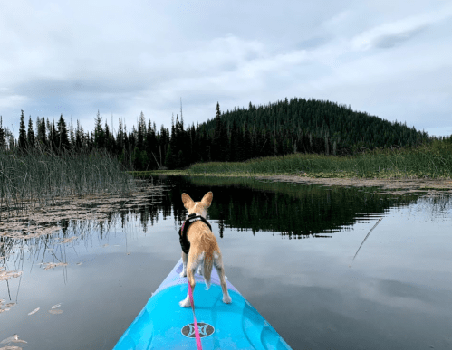 A small dog stands on a kayak, looking out over a calm lake surrounded by trees and a distant hill.