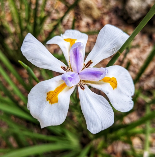 A close-up of a white flower with purple and yellow accents, surrounded by green foliage.