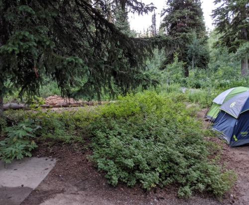 A campsite with a green and blue tent surrounded by trees and shrubs in a forested area.