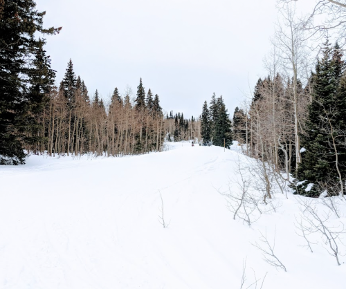 A snowy landscape with a winding path through tall trees, creating a serene winter scene.
