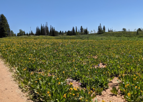 A vibrant field of yellow flowers under a clear blue sky, surrounded by green grass and tall trees in the background.