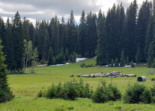 A serene forest scene with tall evergreen trees, patches of snow, and fallen logs on a grassy meadow.