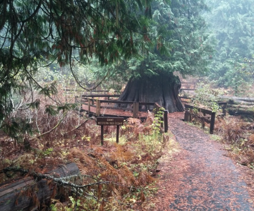 A misty forest path leads to a giant western red cedar tree, surrounded by lush greenery and fallen leaves.