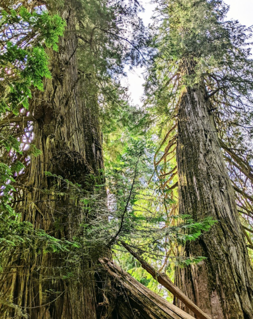 Tall redwood trees tower above, surrounded by lush green foliage and sunlight filtering through the branches.