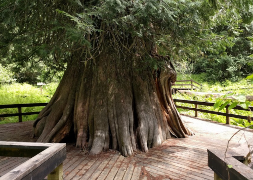 A large, ancient tree with a thick trunk and sprawling roots, surrounded by lush greenery and wooden pathways.