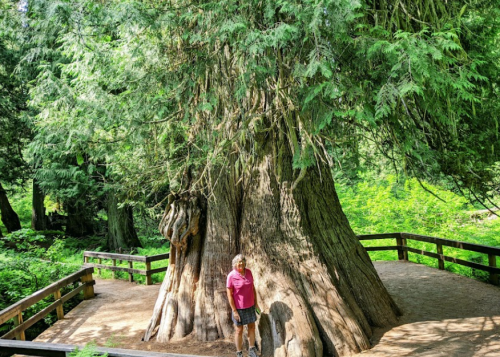 A person stands beside a massive tree in a lush green forest, with wooden walkways surrounding it.