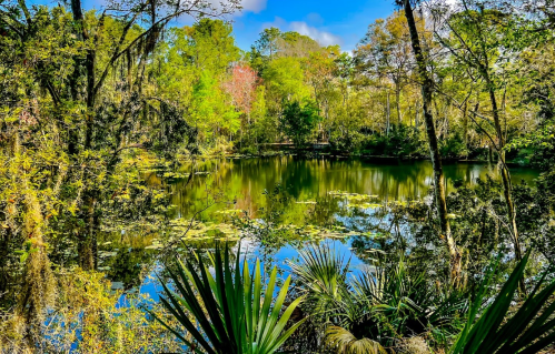 A serene pond surrounded by lush greenery and trees, reflecting the blue sky and colorful foliage.