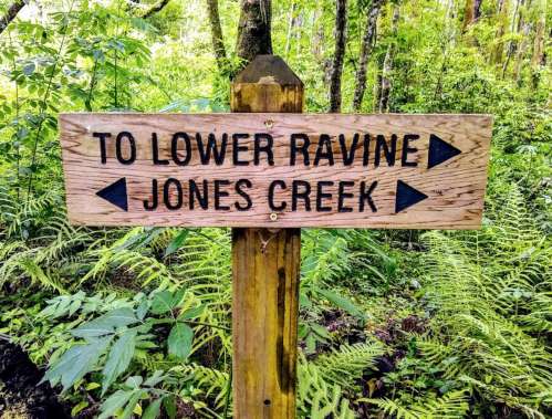 Wooden signpost in a lush forest directing to "Lower Ravine" and "Jones Creek" with arrows pointing in both directions.