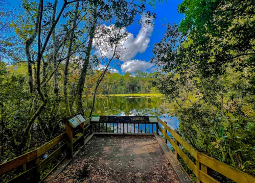 A wooden observation deck overlooks a serene pond surrounded by lush greenery and trees under a blue sky.