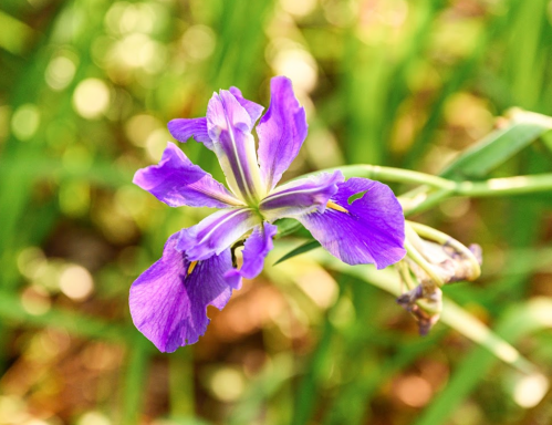 A close-up of a vibrant purple iris flower against a blurred green background.