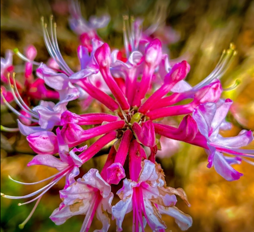 Close-up of vibrant pink and white flowers with delicate petals, set against a blurred natural background.