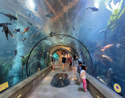 Visitors explore an underwater tunnel surrounded by various fish in an aquarium. Bright blue water and marine life are visible.