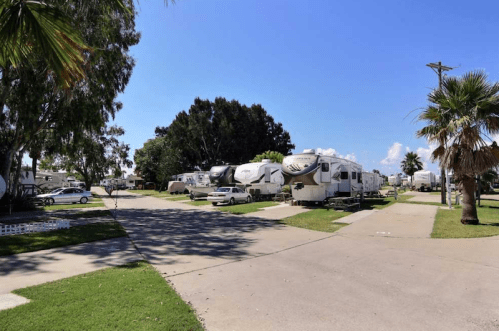 A sunny RV park with several parked trailers and palm trees lining the pathways.