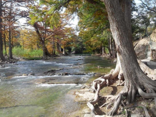 A serene river flows through a forest with autumn-colored trees and exposed tree roots along the bank.
