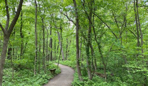 A winding path through a lush green forest, surrounded by tall trees and vibrant foliage.