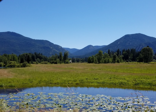 A serene landscape featuring a pond with lily pads, surrounded by lush green fields and mountains under a clear blue sky.
