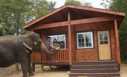 A couple stands by a wooden cabin, smiling as an elephant reaches toward them from the side.
