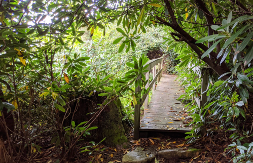 A wooden bridge surrounded by lush green foliage, leading into a serene forest pathway.