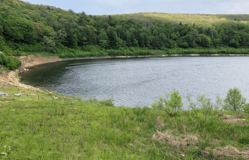 A serene lake surrounded by lush green trees and a grassy shoreline under a cloudy sky.