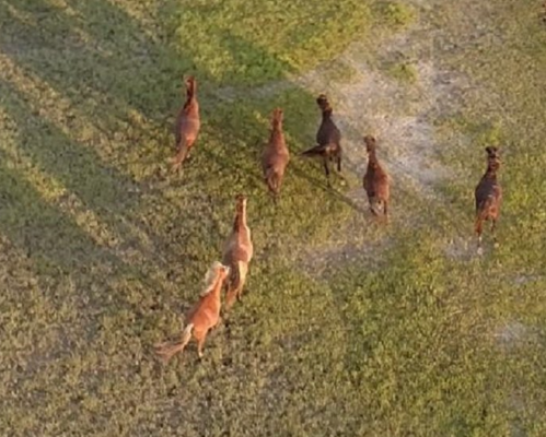 Aerial view of seven horses running across a grassy field.