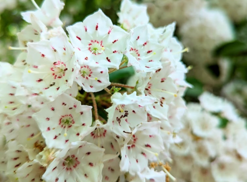Close-up of delicate white flowers with red speckles, surrounded by lush green foliage.