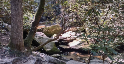 A serene forest scene with rocks and a small stream, surrounded by lush greenery and trees.