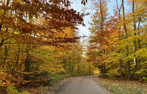 A winding path through a vibrant autumn forest with colorful leaves in shades of yellow, orange, and red.