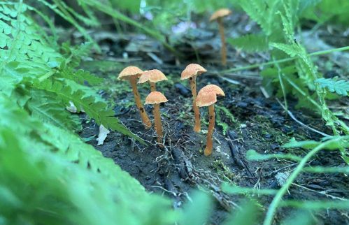 A cluster of small orange mushrooms growing among green ferns and soil in a forest setting.