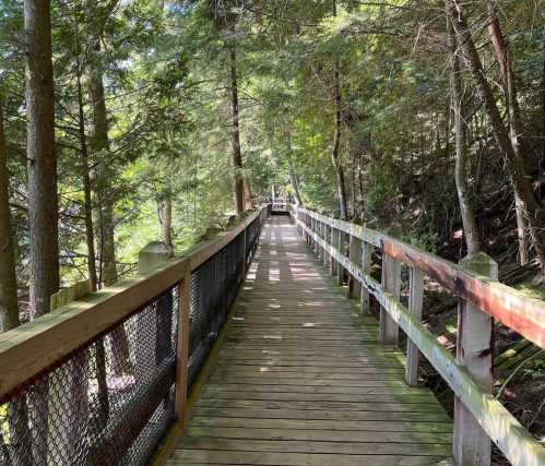 A wooden boardwalk winding through a lush, green forest with trees on either side.
