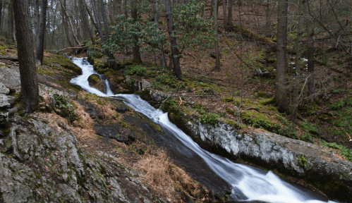 A serene forest scene featuring a flowing stream cascading over rocks, surrounded by lush greenery and trees.
