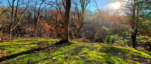 A sunlit forest scene with moss-covered ground, bare trees, and vibrant greenery in the background.