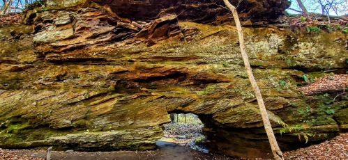 A large rock formation with a natural arch, surrounded by trees and fallen leaves in a wooded area.