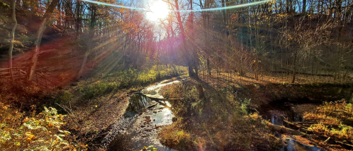 A sunlit forest scene with a winding stream, surrounded by trees and autumn foliage.