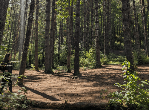 A person walks through a sunlit forest, surrounded by tall trees and lush greenery on the forest floor.