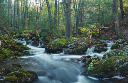 A serene forest scene featuring a flowing stream surrounded by moss-covered rocks and lush greenery.