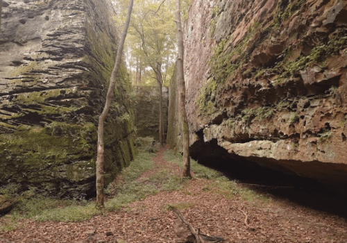 A narrow canyon with tall, moss-covered rock walls and a forested area, featuring fallen leaves on the ground.