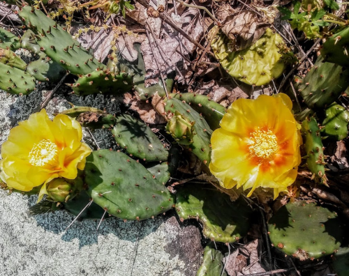 Two bright yellow cactus flowers bloom among green pads and dry leaves on rocky ground.