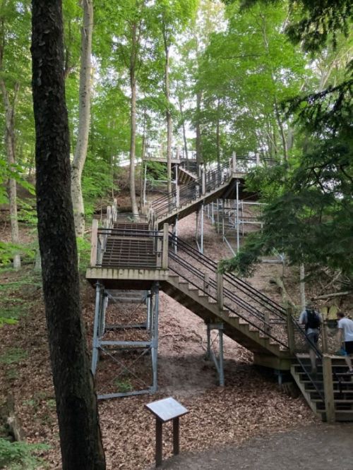 Wooden stairs winding through a forest, surrounded by trees and a path covered in leaves.