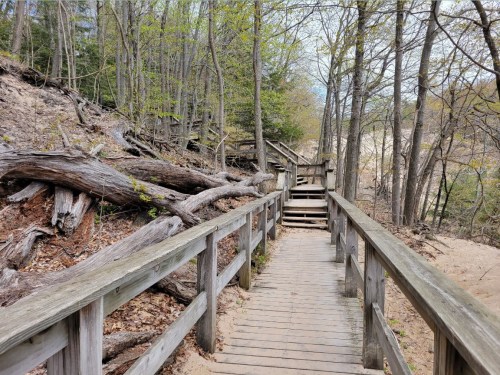 A wooden boardwalk winds through a forested area with trees and fallen logs on either side.