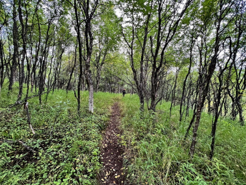 A narrow path winds through a lush, green forest with tall trees and dense undergrowth.