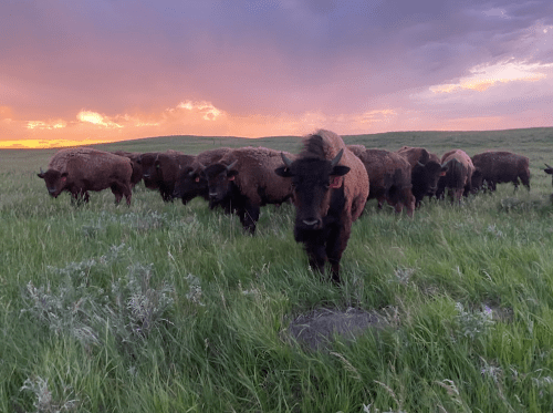 A herd of bison grazes in a grassy field under a colorful sunset sky.