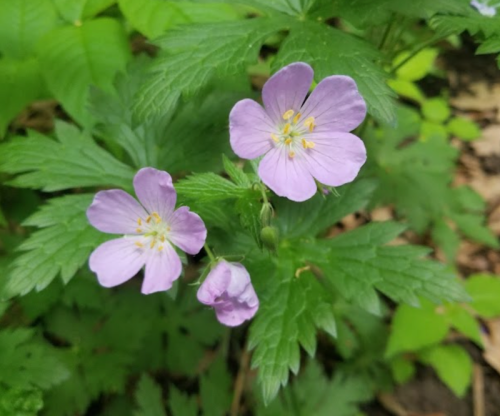 Delicate pink flowers with yellow centers surrounded by green leaves in a natural setting.