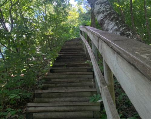 A wooden staircase leads upward through a lush green forest, surrounded by trees and foliage.