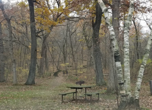 A serene forest scene with autumn leaves, featuring a picnic table and a path leading into the trees.