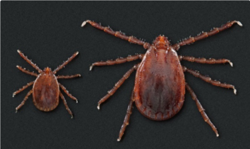 Two ticks of varying sizes on a dark background, showcasing their distinct shapes and features.